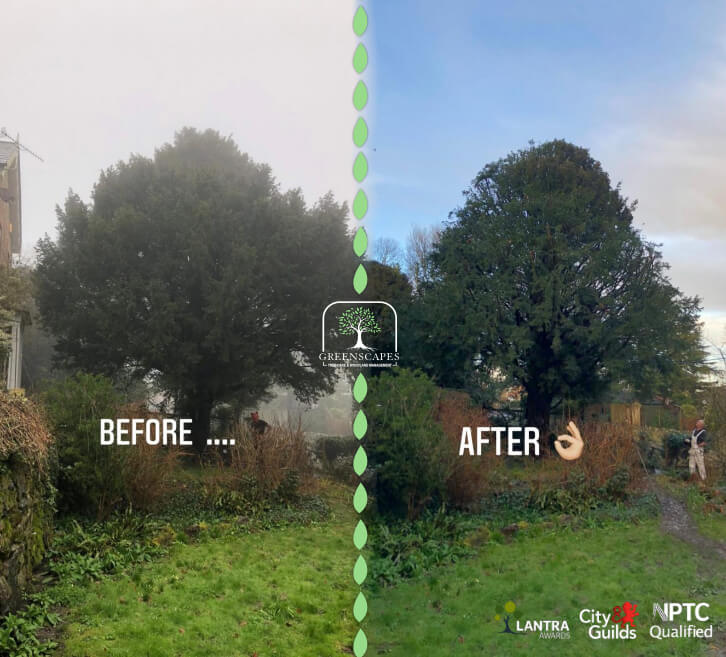 Before After Tree Trimming Isle Of Wight