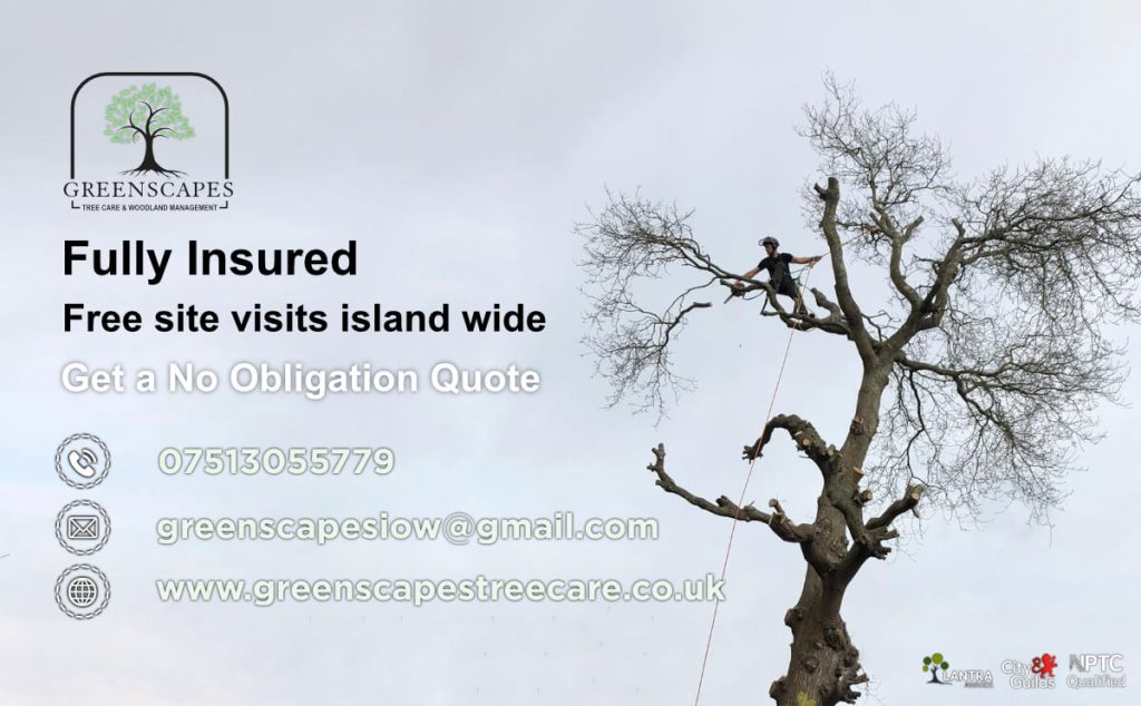 Isle Of Wight Tree Surgeons Greenscapes Treecare