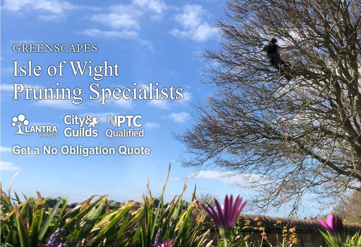 Isle of Wight Pruning Specialists