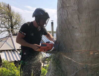Tree Removal Service Isle of Wight