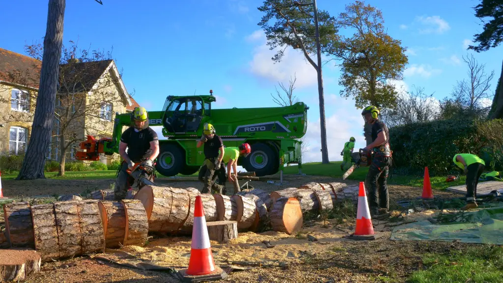 Felling Isle Of Wight - Tree Removal service Isle of Wight