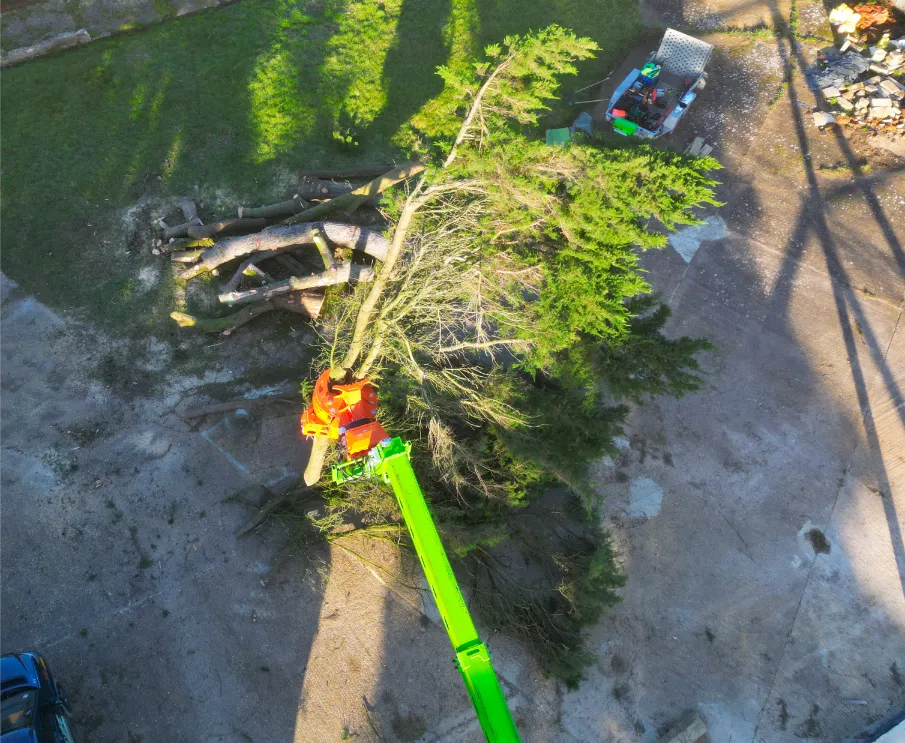 Isle Of Wight Tree Consultancy Greenscapes Tree Care Ltd Tree Consultancy (3)