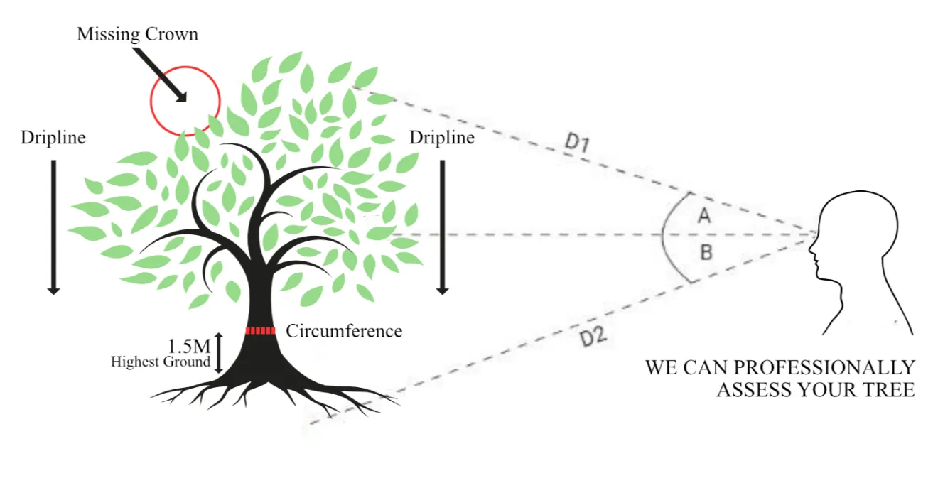 SINE Line of sight image tree consultancy 2