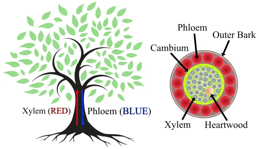 Tree xylem and phloem diagram Red and Blue (1)
